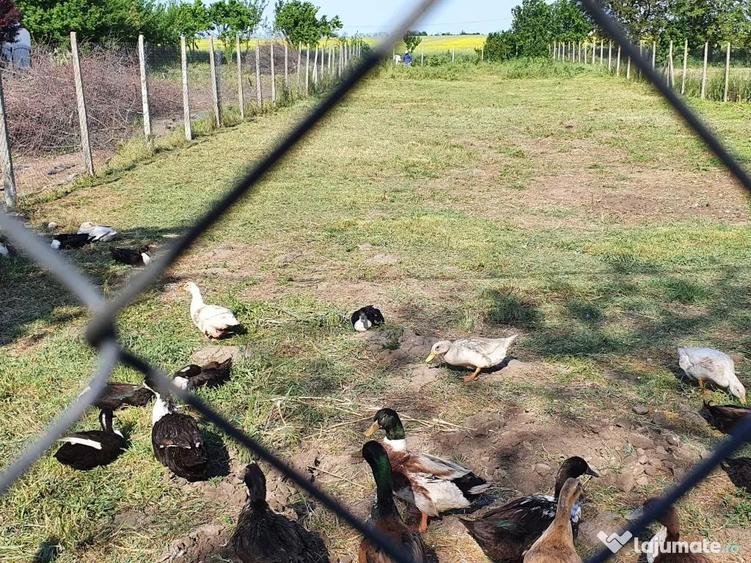 Teren 1000 mp, Oituz (Constan?a) - 5