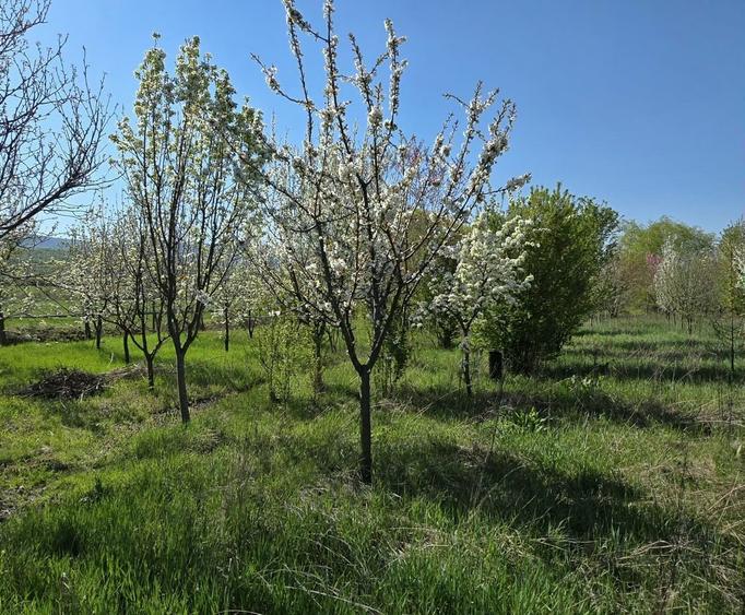 Teren intravilan Masca Arad asfalt Drumul Judetean 709 l 3000 mp - 1