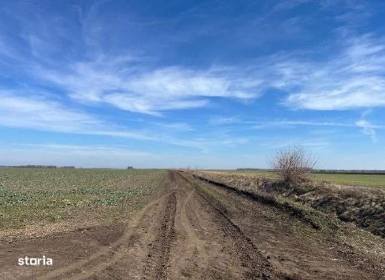 Cota 1/2 teren extravilan. Loc. Dor Marunt, Jud. Calarasi - 6