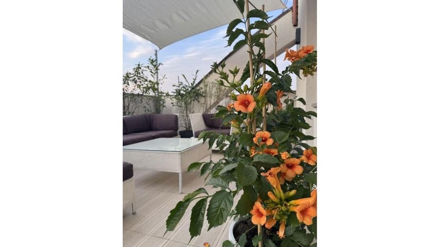 REA1025531 Timpuri Noi l Penthouse 3 camere l terasa 60 mp - 17