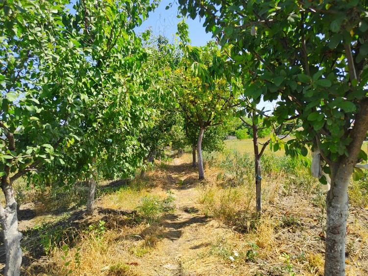 Casa + Curte + Teren arabil generos, Nerau, Teremia Mare, 1596 mp, locuibila imediat - 9