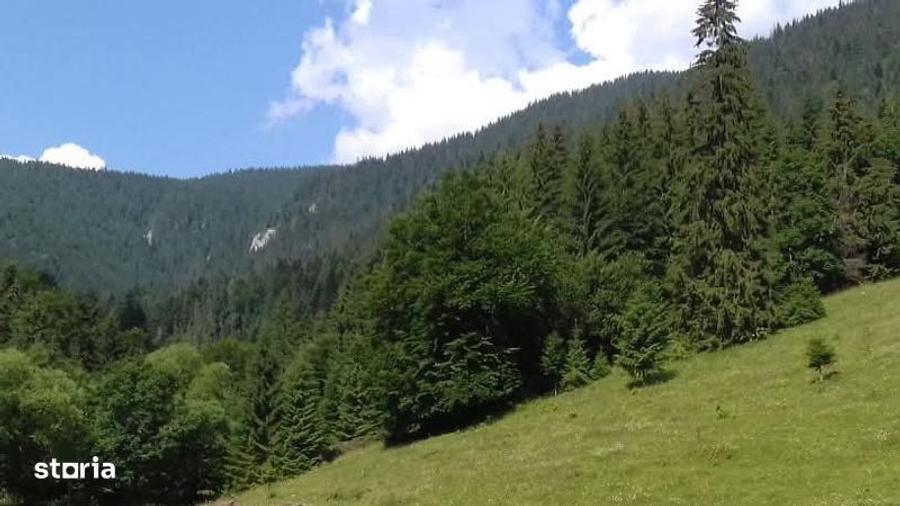 Padure cu teren 9.5 hectare investie forestiera avantajoasa - 1