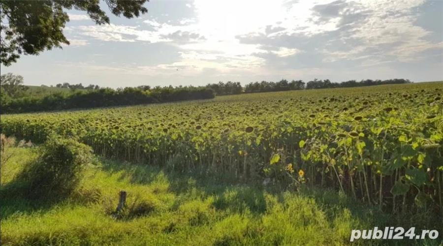 Vand teren stradal Alexandria, Teleorman - 6