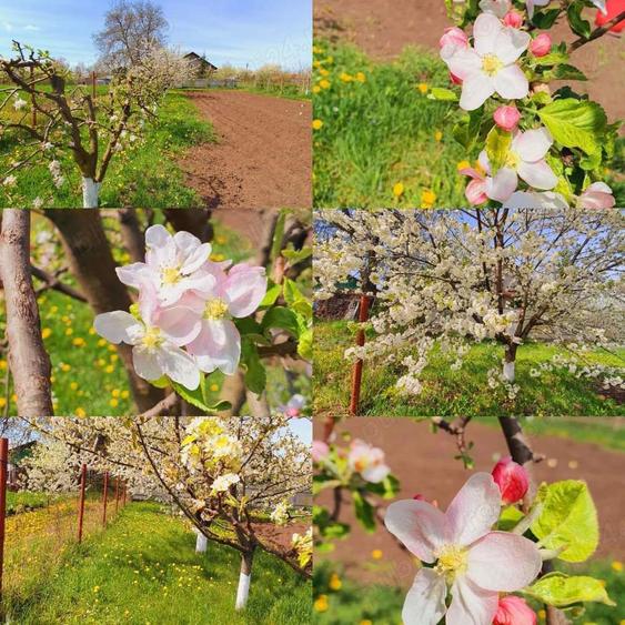 Vand casa la alb. - 9