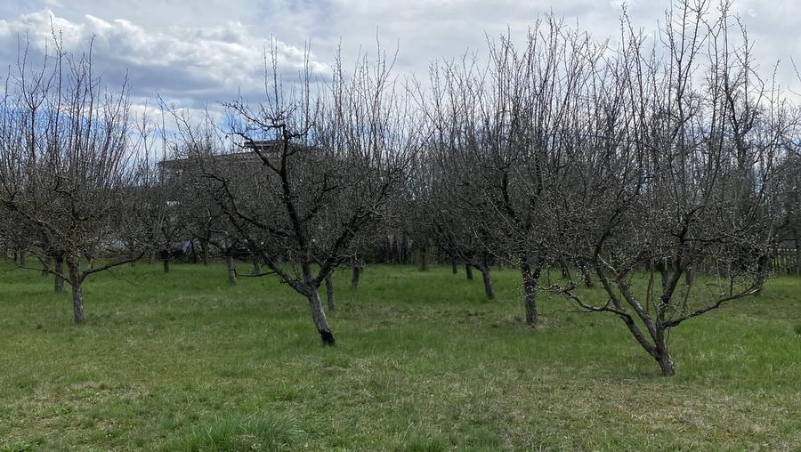 Teren în Pruni