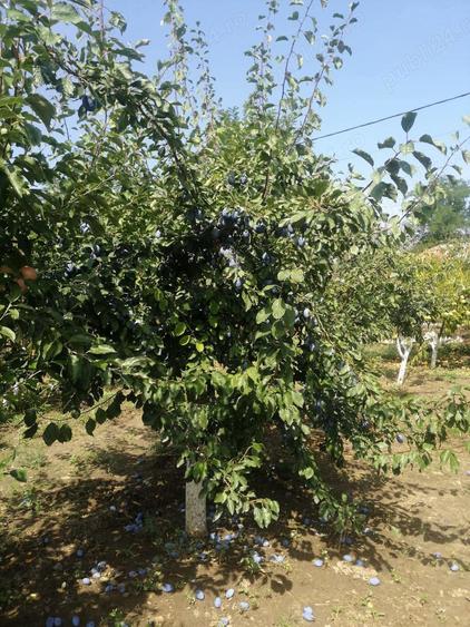 Casa la tara cu gradina - 1