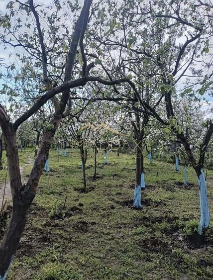 Vila 9 camere***gradina cu pomi fructiferi//1085 mp teren***Dragomiresti-Deal - 20