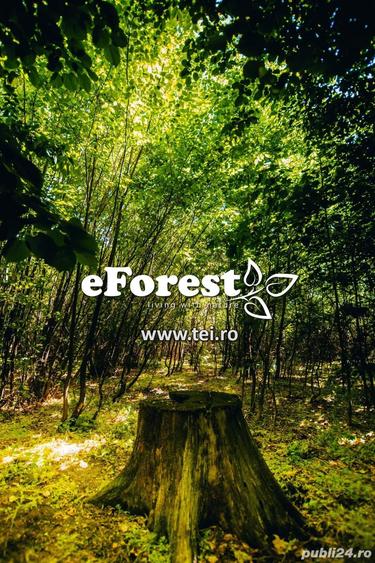 Profita acum de oferta de Pa?te!!! Lot lini?tit langa padure, Crevedia, 665mp - 9