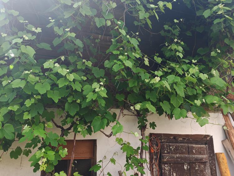 Casa 4 camere libera la vanzare RASNOV - zona Mihai Eminescu - 23