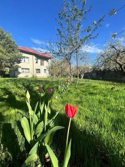 PROPRIETATE UNICA: 1.618 MP TEREN  IN PIPERA, CU VILA SOLIDA SI GRADINA SUPERBA - 37