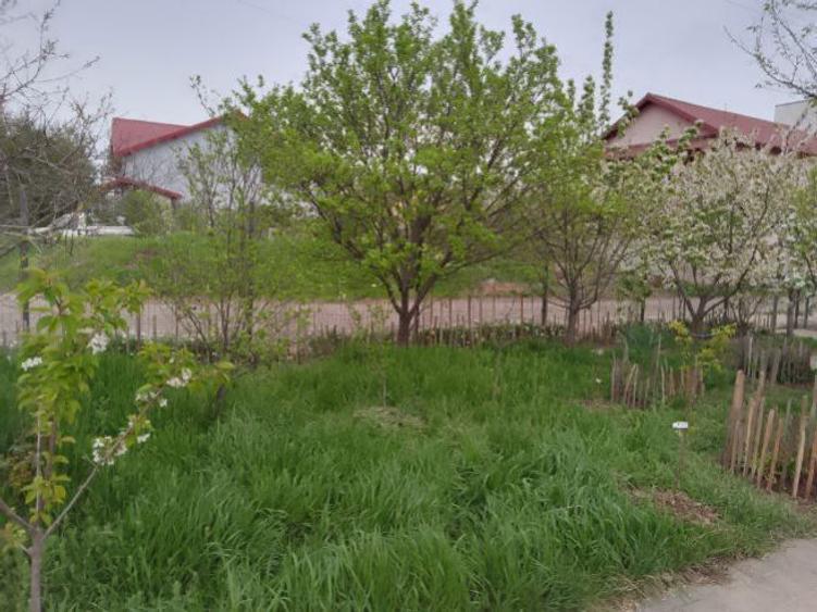 Închiriez teren 1000 mp, ieftin - 1