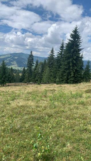 Teren intravilan in Bucovina, Dorna Arini - 7