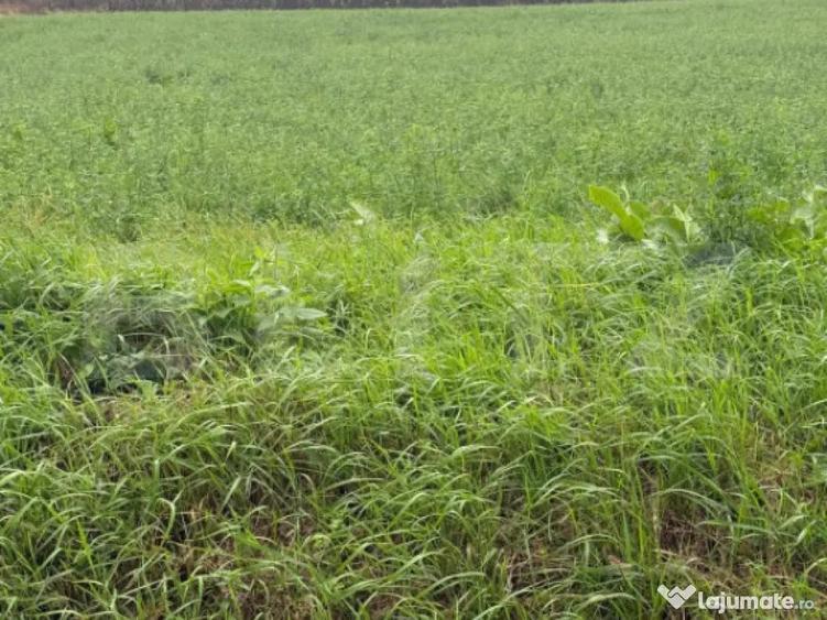 Teren intravilan, 1213 mp, front 24 ml, la ie?irea din Suce - 2