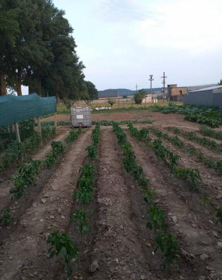 HORIA - 3 CAMERE ,SUPRAFATA 100 MP,TEREN 3000 MP CU DESCHIDE - 7