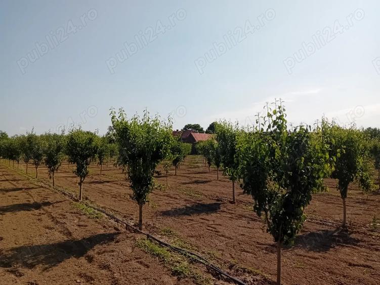 Proprietar vand sau schimb livada - 1