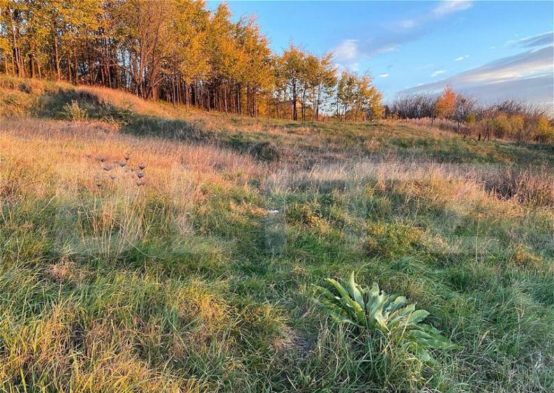 Teren Intravilan 1670 mp, in zona-Copou, Viticultori - 1