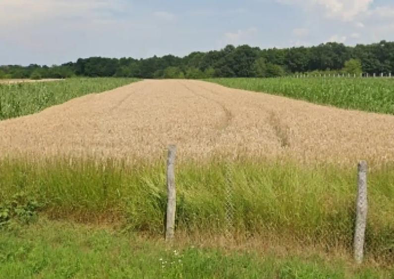 Vand teren 4134 mp - 2