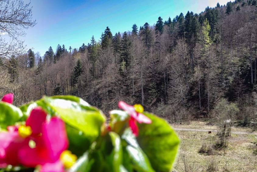 Apartament 4 camere de vânzare în Sinaia, zona Izvor – parter, curte - 5