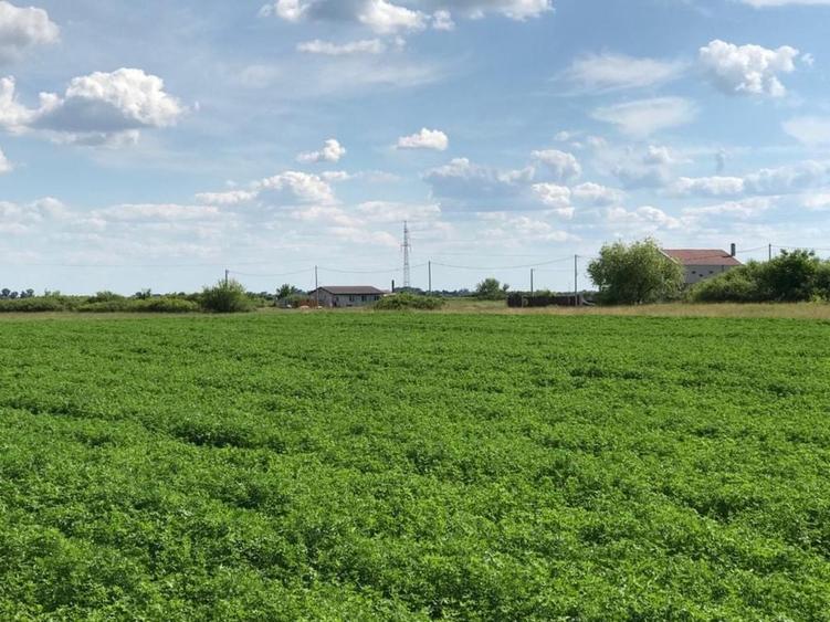 Teren de 605 mp, în Săcălaz
