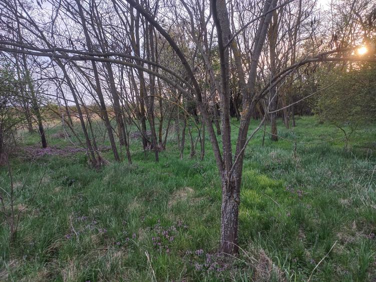 Teren agricol intravilan de 10568 mp, în Snagov