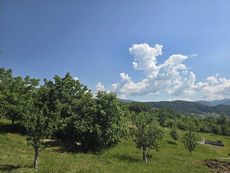 1,8 Ha Livada la Poalele Padurii | Casa + 2 Cabane | 700 Pomi Fructiferi | 200.000 Negociabil - 7