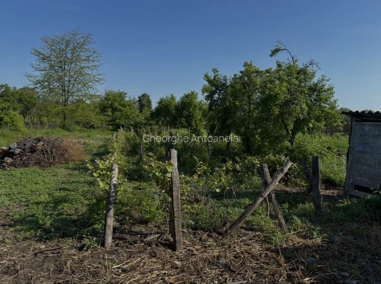 Teren intravilan cu fundatie si beci, Cocorasti Grind Prahova
