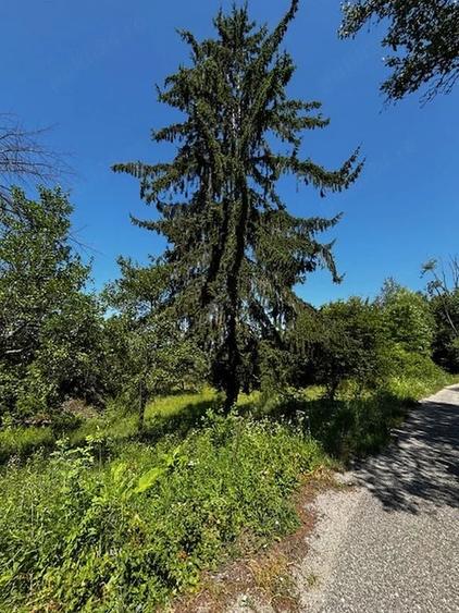 Teren de 3100 mp, în Dăești
