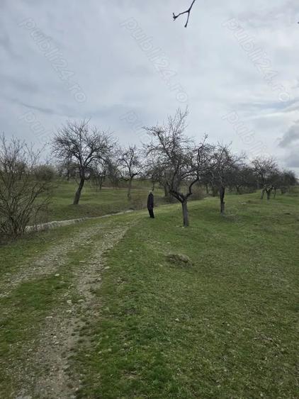 Teren de 9130 mp, în Jiblea Veche