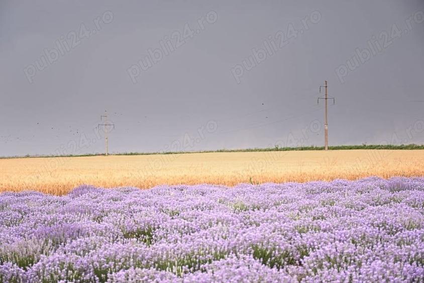 Teren de 37500 mp, în Borcea