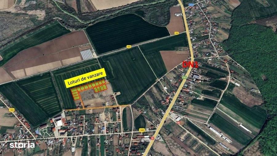 Loturi de casa - 1.000 mp intravilan - Strada Scolii - Ciolpani Ilfov - 1