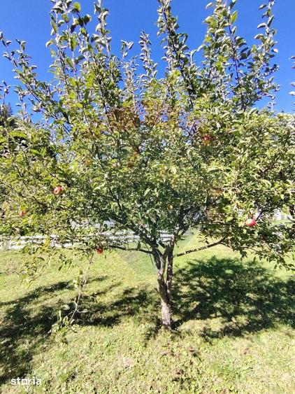Casă cu 2 camere cu Teren 11541 Mp în Iacobeni