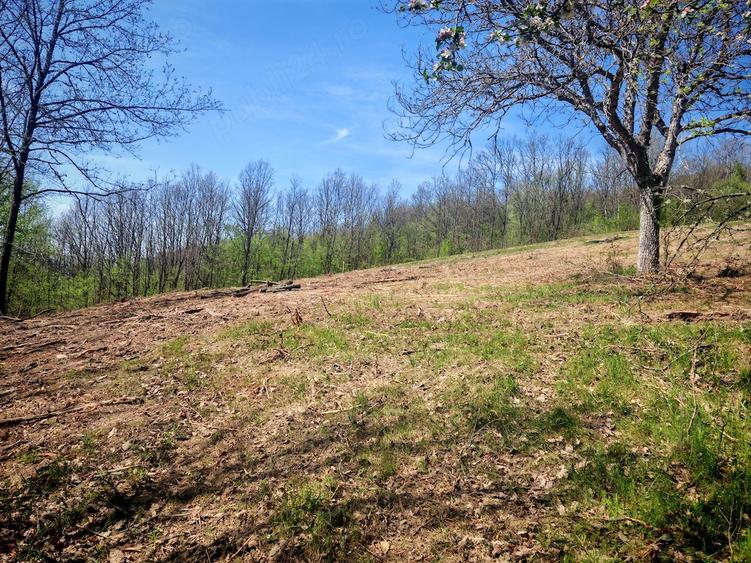Teren de 55000 mp, în Bârzava