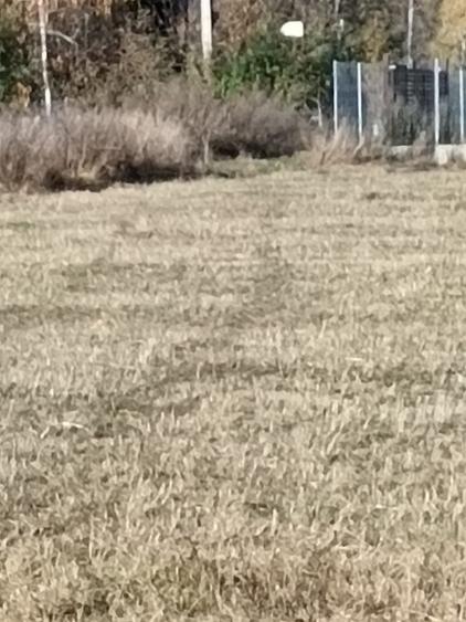 Teren agricol extravilan de 4000 mp, în Dragomirna