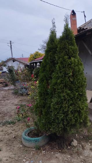Casă cu Teren 85000 Mp în Coslugea