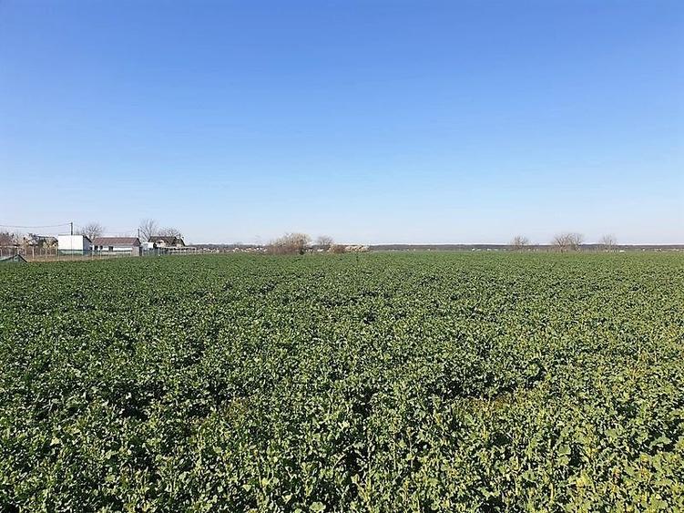 Teren agricol extravilan de 13000 mp, în Moara Vlăsiei