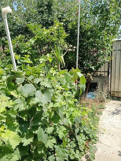 Casa in ora? Pantelimon,3 camere,70 mp,curte 220 no...60000 euro - 1