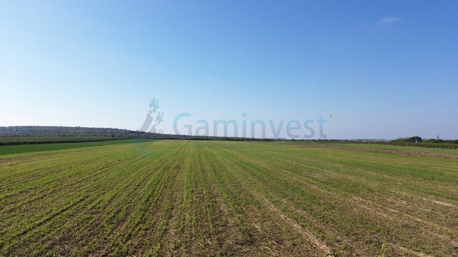 Teren Construcții intravilan de 66400 mp, în Biharia