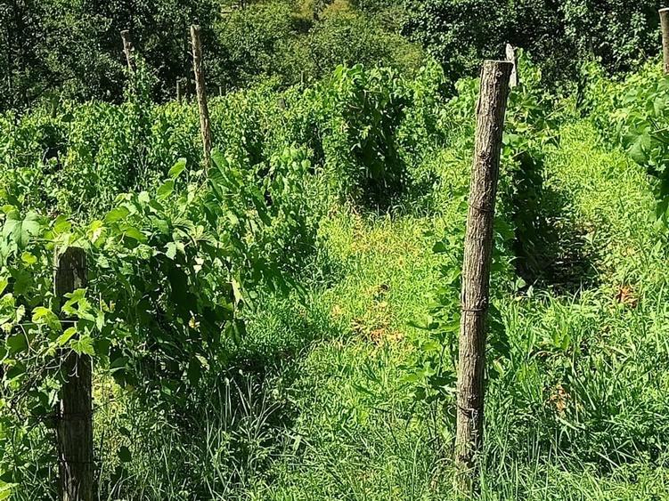 Teren de 2500 mp, în Dealu Cucului