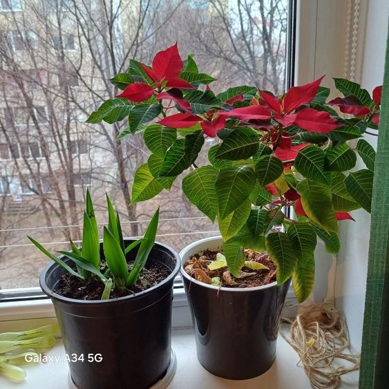 Vand apartament 3cametre transformat in 2 Tomis Nord - 5