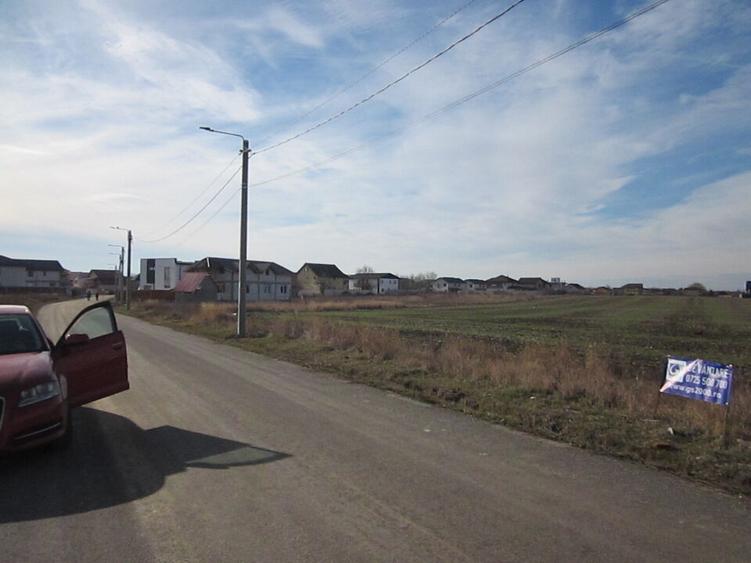 Domnesti-Crengutei-Narciselor - 3