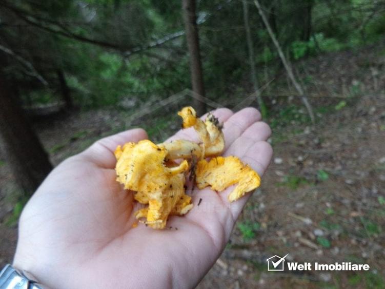 1.6 ha de padure cu poienita, parau la limita curtii, cabana pentru trei familii - 5