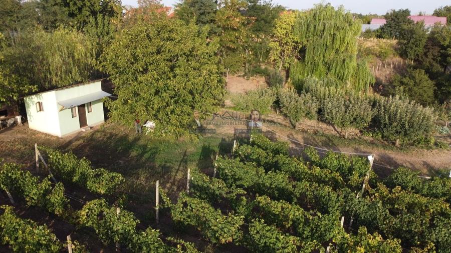 Teren intravilan Tecuci/Podgorie si Pomi Fructiferi/5000 mp - 10