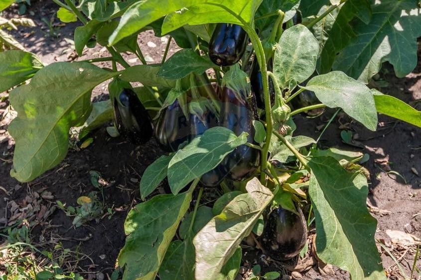 Casa+Laborator+ Teren 12.700 mp + casa de vacanta - Bolintin Vale - 26