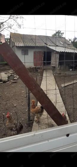 Casa Chetresti Balteni Vaslui - 7