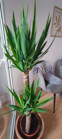 Inchiriere garsoniera City Park Mall termen lung - 10