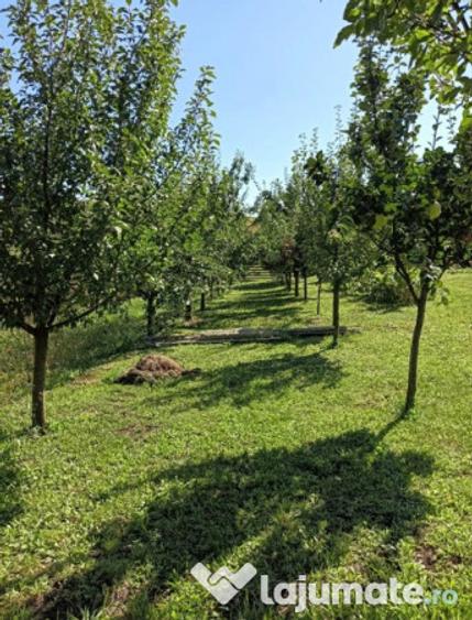 Casa de vacan?a in Ludu?, zona Candarai intre Cluj ?i Targu Mure? - 10