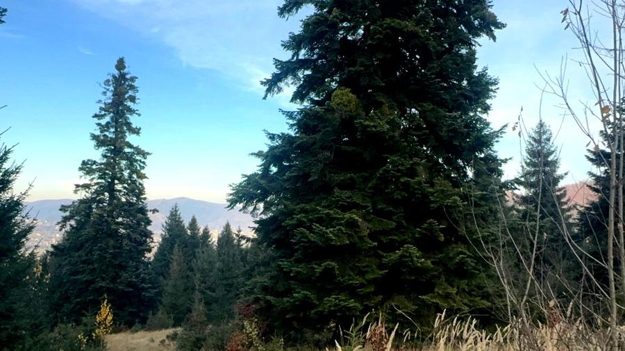 Vanzare 5,3 ha pasune deasupra Voronetului Suceava - Proiect Turistic - 22