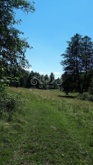 Vand teren si padure conifere in Albestii de Muscel. - 7