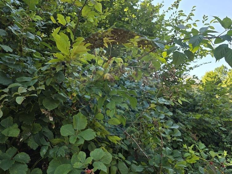 Teren 4,000mp Pascoaia / Soseaua Punctul Chiliilor - 8