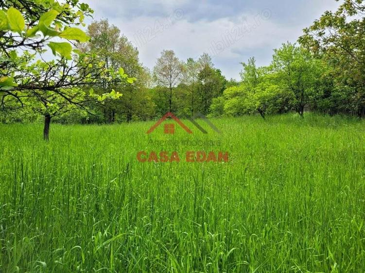 Teren intravilan in Scorteni--3999mp--55.000e - 6